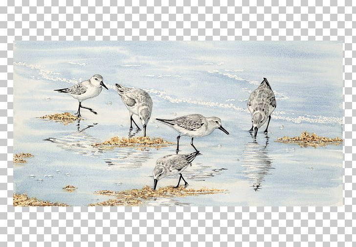 Bird Watercolor Painting Pelican Crane PNG, Clipart, Animal, Animal Migration, Animals, Beak, Bird Free PNG Download
