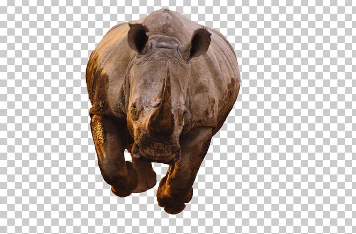 Black Rhinoceros Hippopotamus Horn White Rhinoceros PNG, Clipart, Animal, Animals, Black Rhinoceros, Critically Endangered, Desktop Wallpaper Free PNG Download