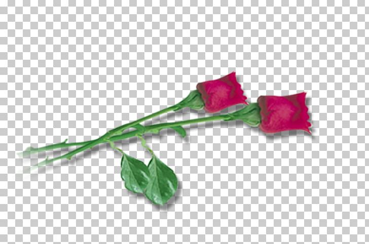 Cut Flowers Garden Roses Rosaceae PNG, Clipart, Cut Flowers, Family, Flower, Flowering Plant, Garden Free PNG Download