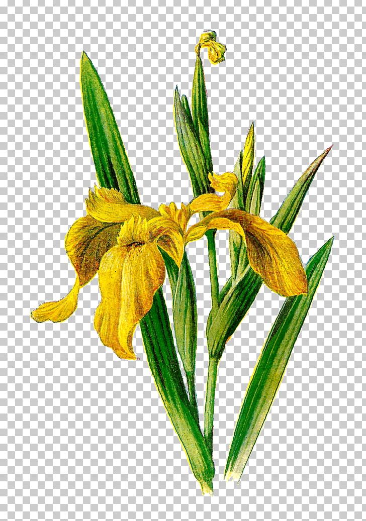 Familiar Wild Flowers Botany Iris Pseudacorus PNG, Clipart, Antique, Auction, Botany, Cattleya, Clip Art Free PNG Download