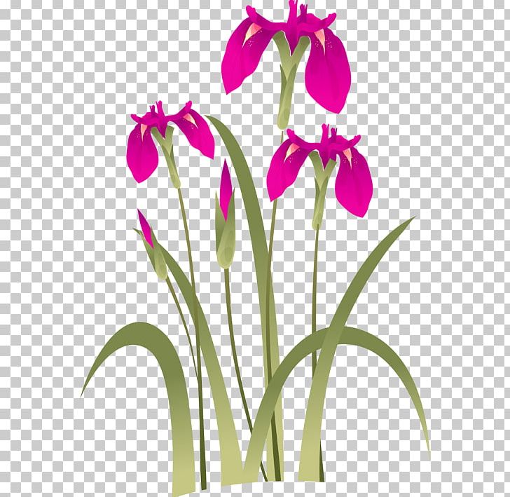 Flower Frames Floral Design PNG, Clipart, Cattleya, Cut Flowers, Decorative Arts, Film Frame, Floral Design Free PNG Download