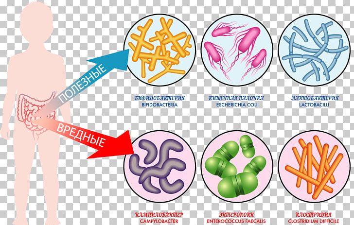 Gut Flora Gastrointestinal Tract Microbiota Bacteria PNG, Clipart, Area, Autism, Autistic Spectrum Disorders, Beneficial Organism, Circle Free PNG Download