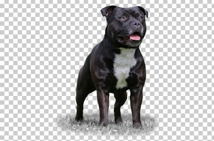 Staffordshire Bull Terrier Dog Breed American Staffordshire Terrier American Pit Bull Terrier PNG, Clipart, American Pit Bull Terrier, American Staffordshire Terrier, Breed, Bull, Bull Terrier Free PNG Download