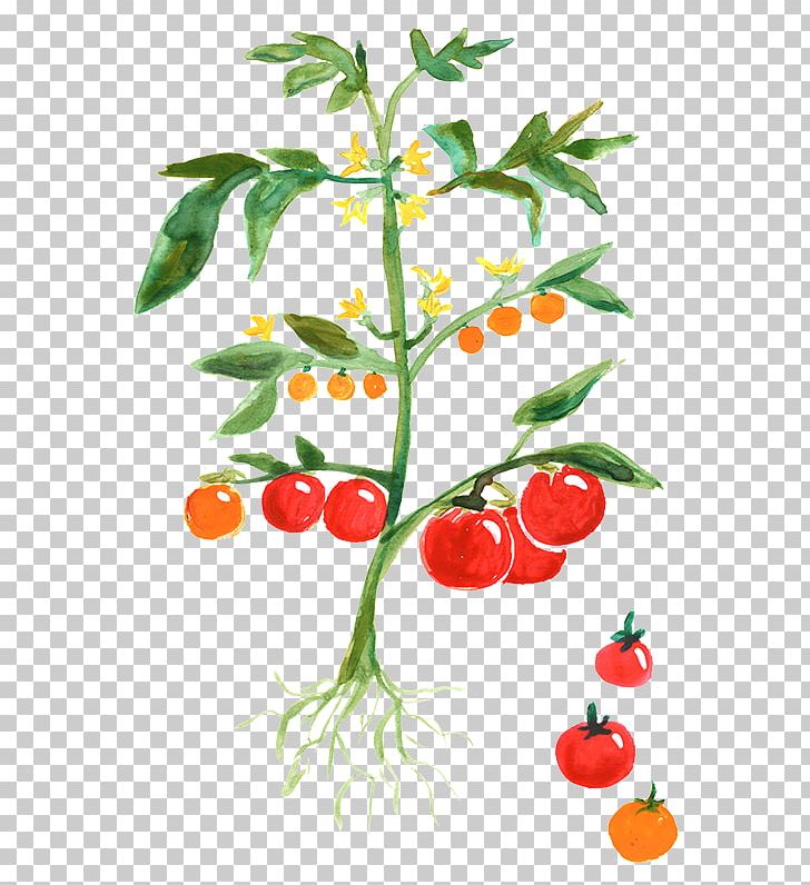 Tomato Plant Vegetable Cherry Potato PNG, Clipart, Branch, Cherry, Flower, Flowering Plant, Food Free PNG Download