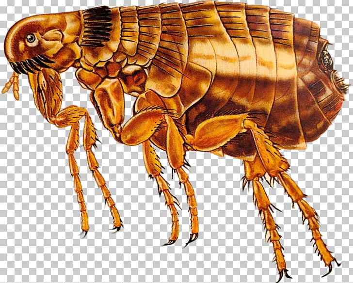 Cat Flea Treatments Pet Dog PNG, Clipart, Animal, Animal Bite, Arthropod, Cat, Cat Flea Free PNG Download