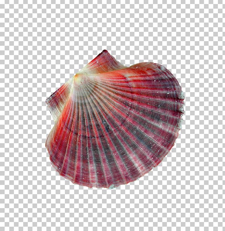 Cockle Pittsburgh Pirates Conchology Star Astre PNG, Clipart, Astre, Blog, Clam, Clams Oysters Mussels And Scallops, Cockle Free PNG Download