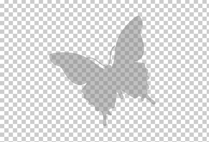 Ilex Crenata Potomac Petals And Plants Color Black Moth PNG, Clipart, Arborvitae, Arthropod, Bird, Black, Black And White Free PNG Download