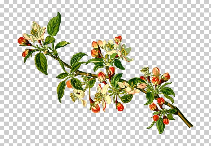 Köhler's Medicinal Plants Malus Sylvestris Apple Fruit Tree PNG, Clipart, Apple, Fruit Tree, Malus Sylvestris Free PNG Download