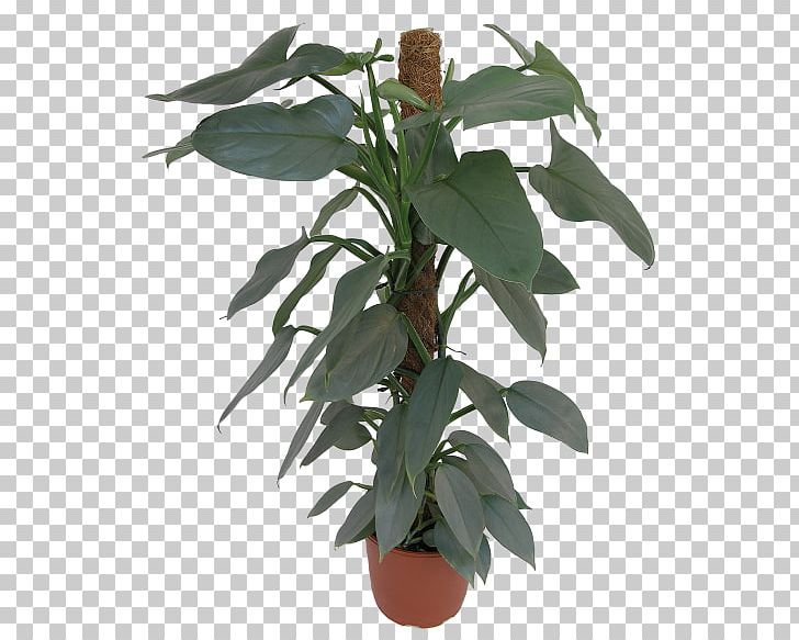 Leaf Flowerpot Houseplant Plant Stem Herb PNG, Clipart, Flowerpot, Herb, Houseplant, Leaf, Plant Free PNG Download