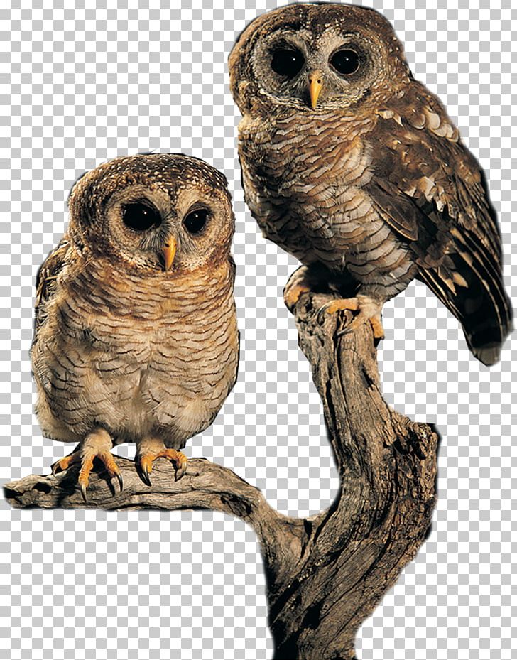 Owl Bird PNG, Clipart, Animals, Beak, Bird, Bird Of Prey, Clip Art Free PNG Download