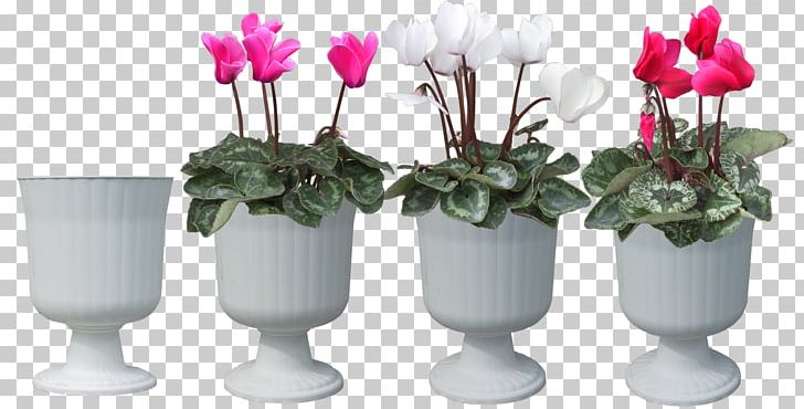 Plant Cyclamen Persicum Flower Bonsai PNG, Clipart, 3d Computer Graphics, 3d Modeling, Artificial Flower, Bonsai, Cay Free PNG Download