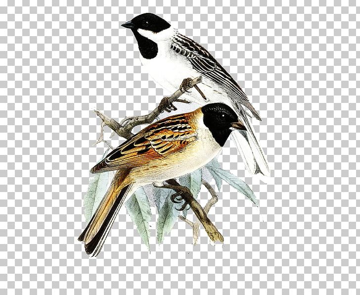 Sparrow Japanese Reed Bunting Common Reed Bunting Finch PNG, Clipart, Animals, Bird, Christmas Decoration, Decorative, Digital Free PNG Download