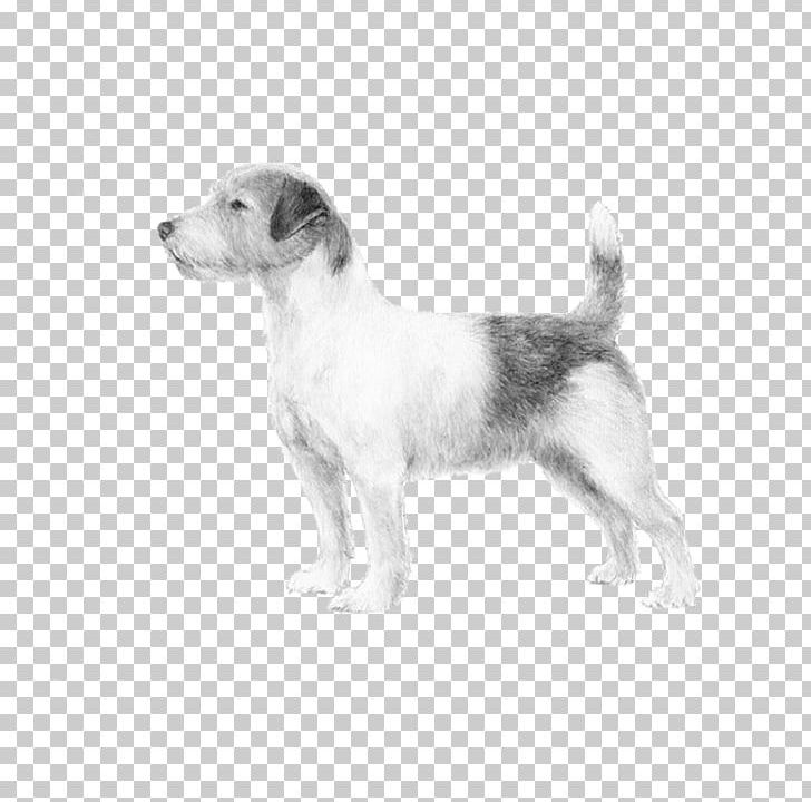 Dog Breed Puppy Jack Russell Terrier Wire Hair Fox Terrier PNG, Clipart, American Kennel Club, Animals, Beagle, Breed, Carnivoran Free PNG Download