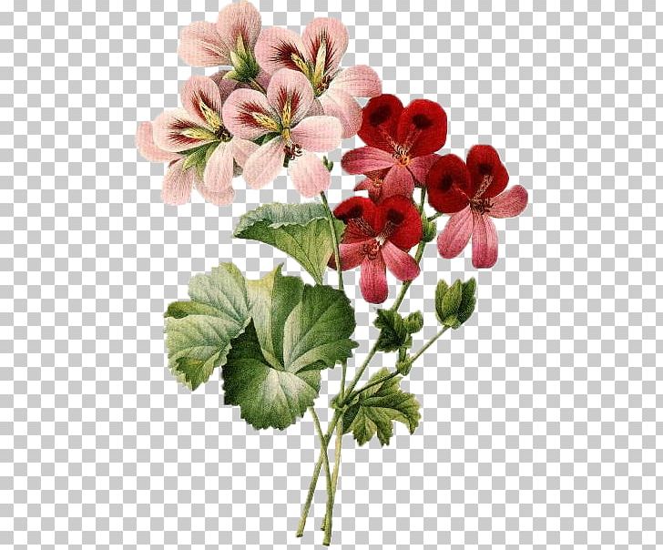 Floral Design Cut Flowers PNG, Clipart, Annual Plant, Antique, Art