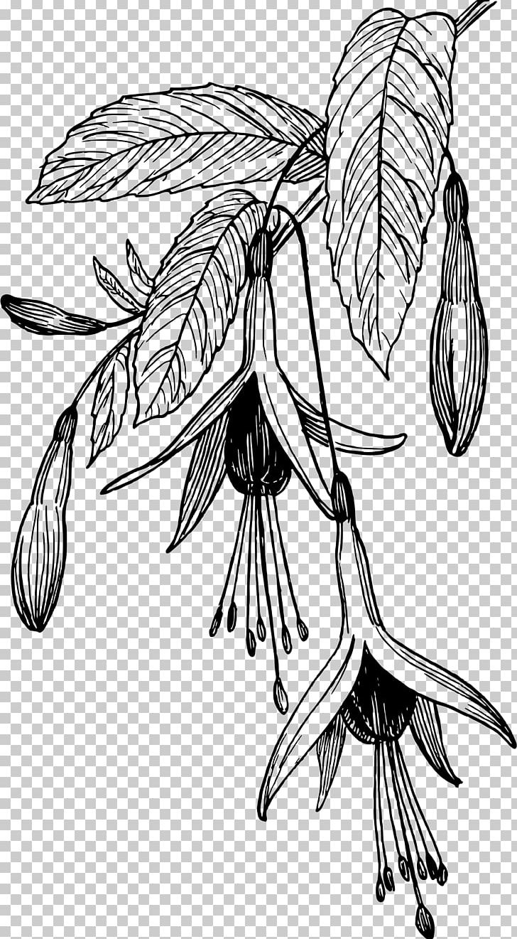 Fuchsia Drawing Flower PNG, Clipart, Art, Artwork, Black And White, Blue, Branch Free PNG Download