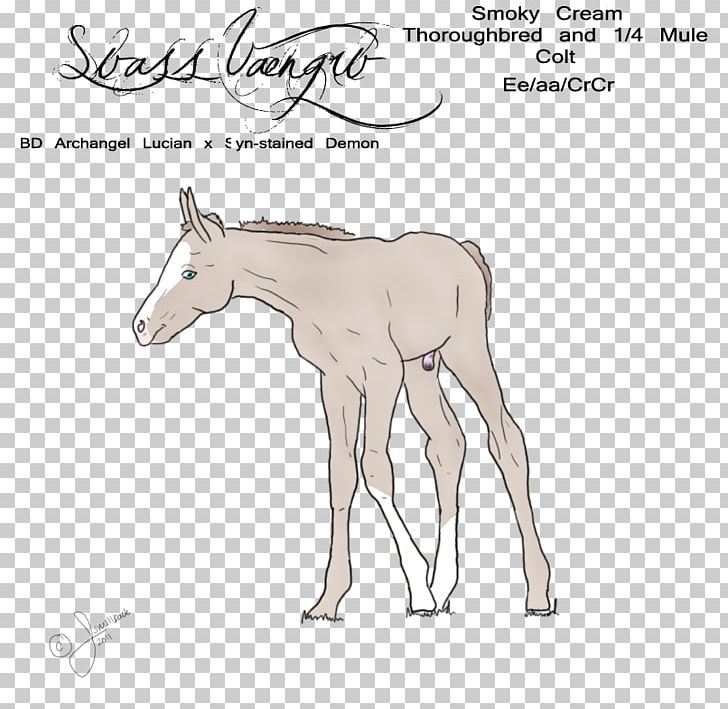 Mule Foal Stallion Pony Mustang PNG, Clipart,  Free PNG Download