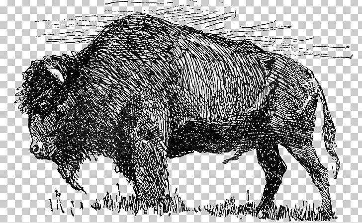 Bison Drawing PNG, Clipart, Animals, Art, Bison, Black And White, Buffalo Free PNG Download