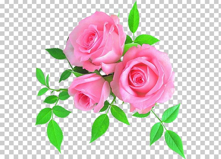 Flower Floral Design Weed-Corley-Fish South Floristry PNG, Clipart, Annual Plant, Austin, China Rose, Cut Flowers, Death Free PNG Download