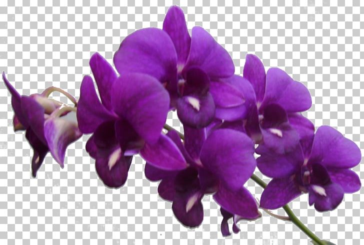 Flower Purple Violet PNG, Clipart, Cattleya, Clip Art, Color, Dendrobium, Floral Design Free PNG Download