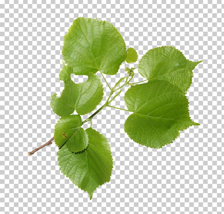 Leaf Tree PNG, Clipart, Branch, Cartoon, Download, Foliage, Grape Free PNG Download