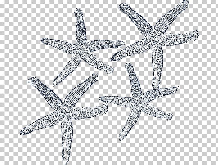 Starfish Computer Icons Icon Design PNG, Clipart, Animals, Blue, Body Jewelry, Computer Icons, Desktop Wallpaper Free PNG Download