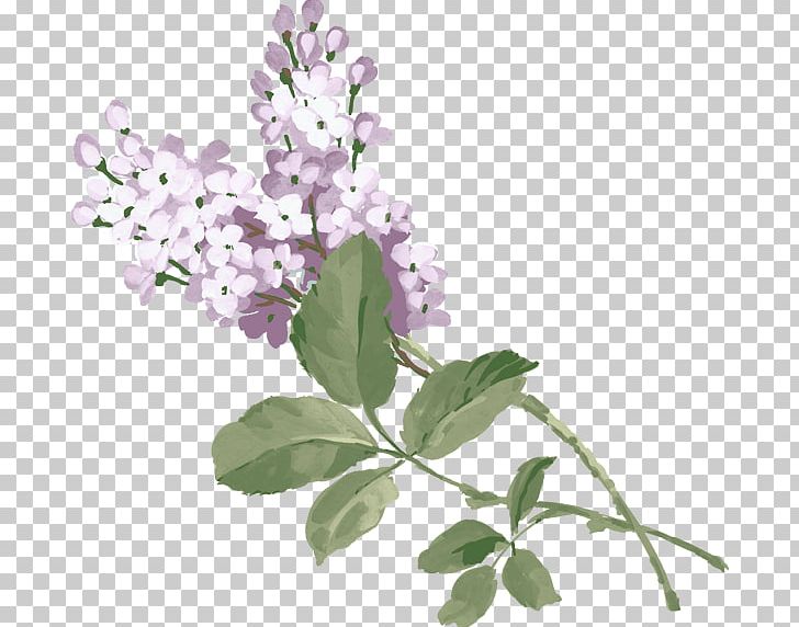 Syzygium Aromaticum Lilac Purple PNG, Clipart, Beautiful, Branch, Download, Encapsulated Postscript, Floral Design Free PNG Download