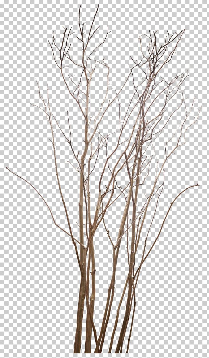 Twig Tree PNG, Clipart, Black And White, Branch, Encapsulated Postscript, Grass, Illustrator Free PNG Download