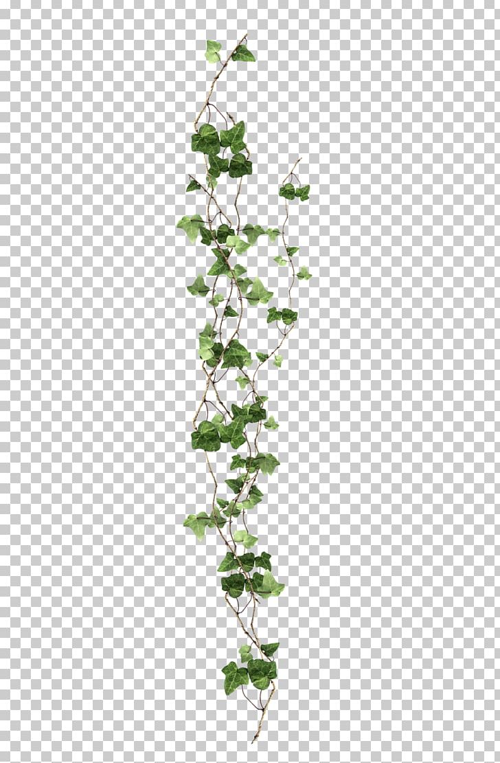 Vine Ivy Plant PNG, Clipart, Branch, Computer Icons, Desktop Wallpaper, Flora, Flower Free PNG Download