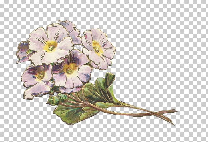 Violet Herbaceous Plant Flower Family PNG, Clipart, Donna Dewberry, Family, Flower, Flowering Plant, Herbaceous Plant Free PNG Download