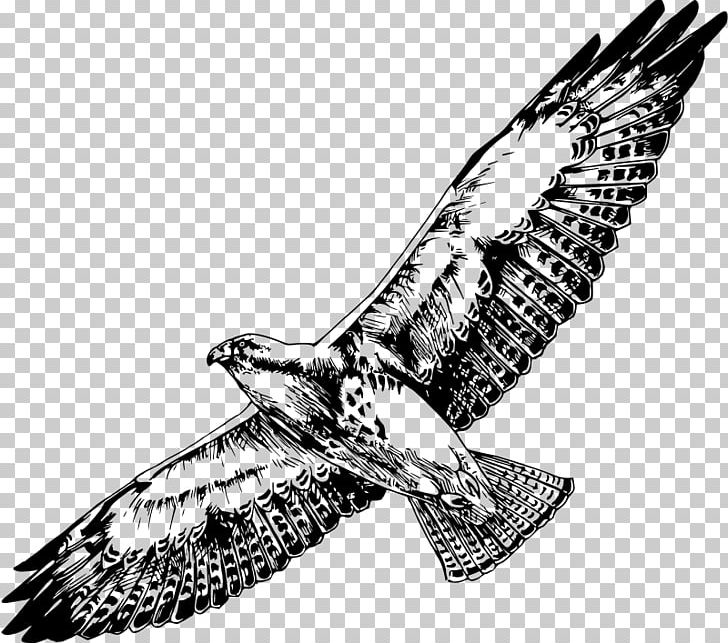 Bird Of Prey Swainson's Hawk PNG, Clipart,  Free PNG Download