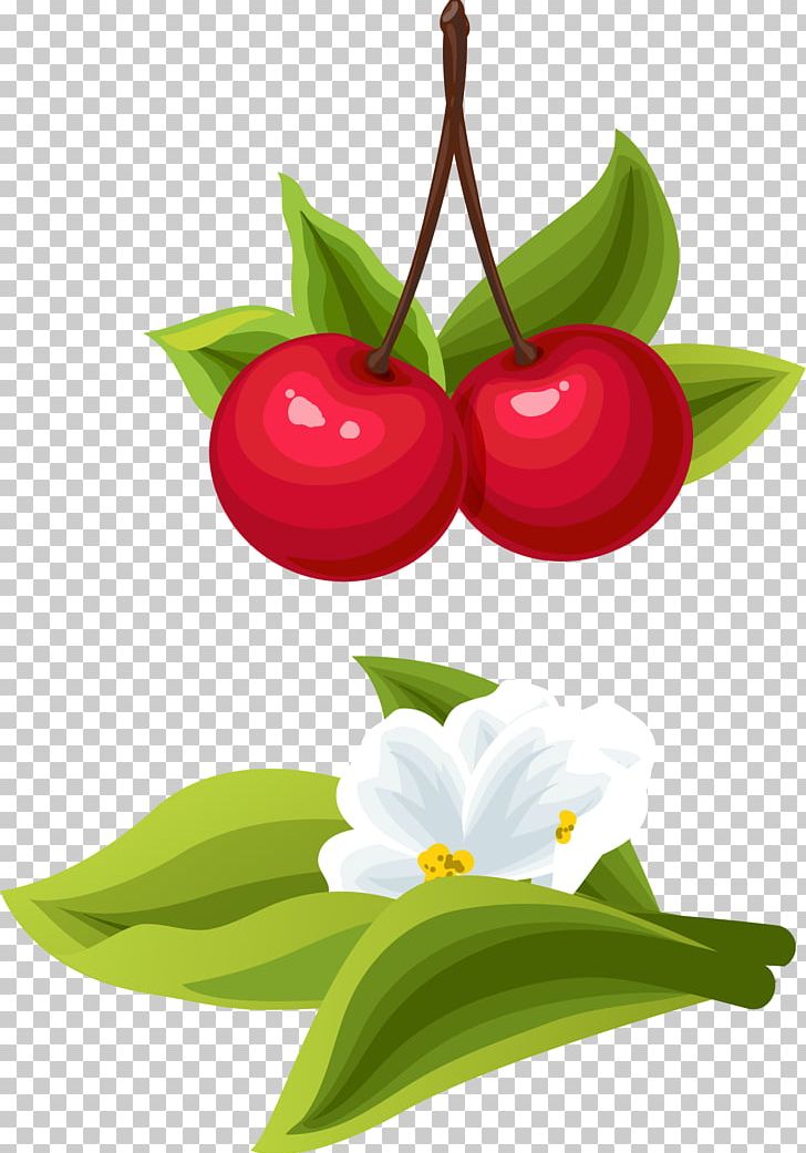 Cherry Cartoon PNG, Clipart, Auglis, Cherry Blossom, Cherry Blossoms, Cherry Vector, Drawing Free PNG Download