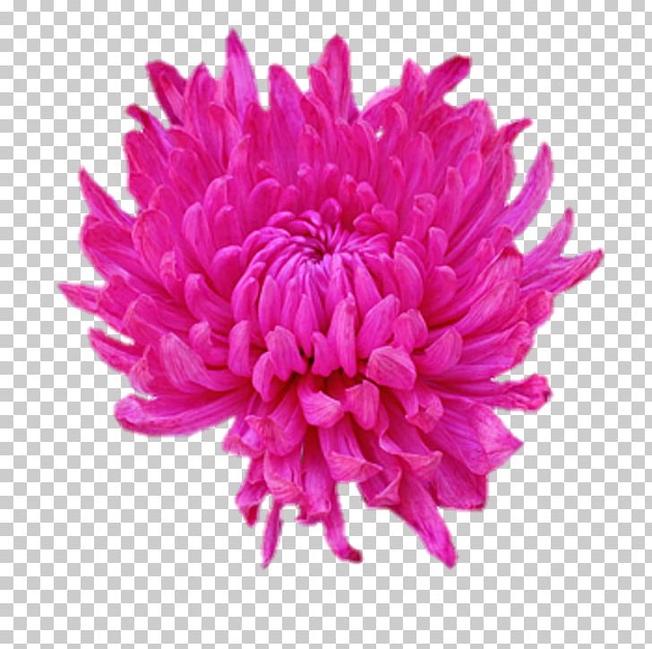 Dahlia Flower PNG, Clipart, Aster, Background, Blossom, Chrysanths, Clip Art Free PNG Download