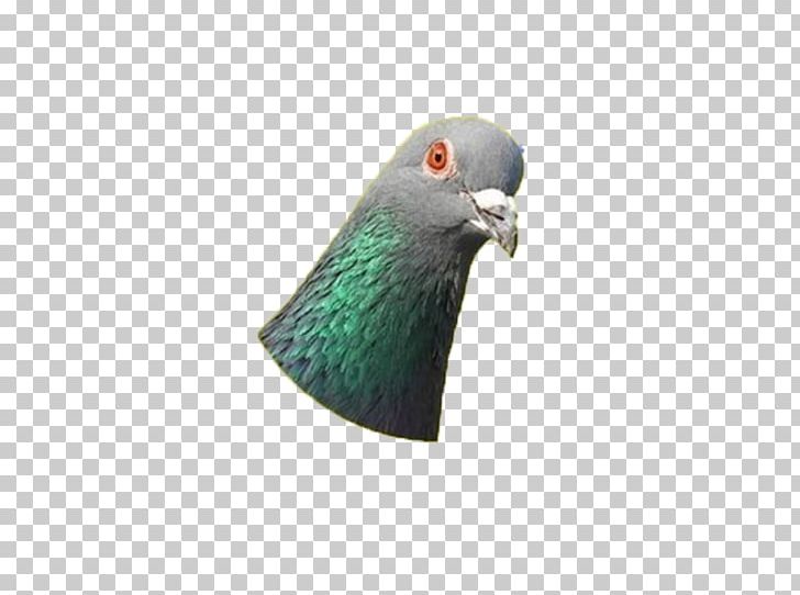 Domestic Pigeon Typical Pigeons Columbidae Bird PNG, Clipart, Animals, Avatan, Avatan Plus, Beak, Bird Free PNG Download