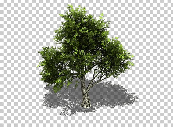 Juniperus Ashei Juniperus Virginiana Sprite Juniperus Scopulorum Tree PNG, Clipart, Bleed, Branch, Cedar, Evergreen, Food Drinks Free PNG Download