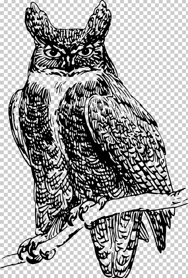 Owl United States PNG, Clipart, Animals, Art, Artwork, Beak, Bird Free PNG Download