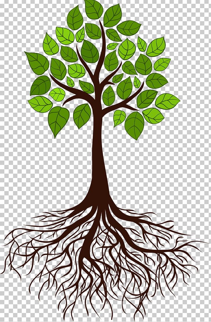 Tree Root Branch PNG, Clipart, Branch, Flora, Girdling, Leaf, Line Free PNG Download
