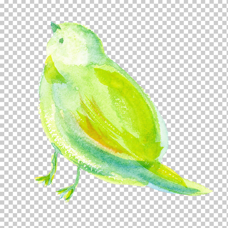 Green Yellow Watercolor Paint Bird Parakeet PNG, Clipart, Bird, Budgie, Green, Paint, Parakeet Free PNG Download