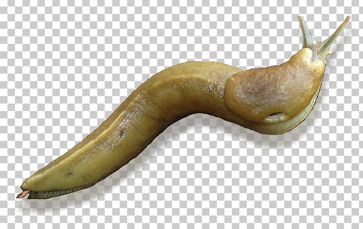 Black Slug Snail Banana Slug Gastropods PNG, Clipart, Animals, Arion, Ayla, Banana, Banana Slug Free PNG Download