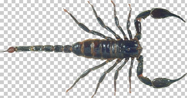 Scorpion PNG, Clipart, Arthropod, Computer Icons, Decapoda, Desktop Wallpaper, Digital Image Free PNG Download