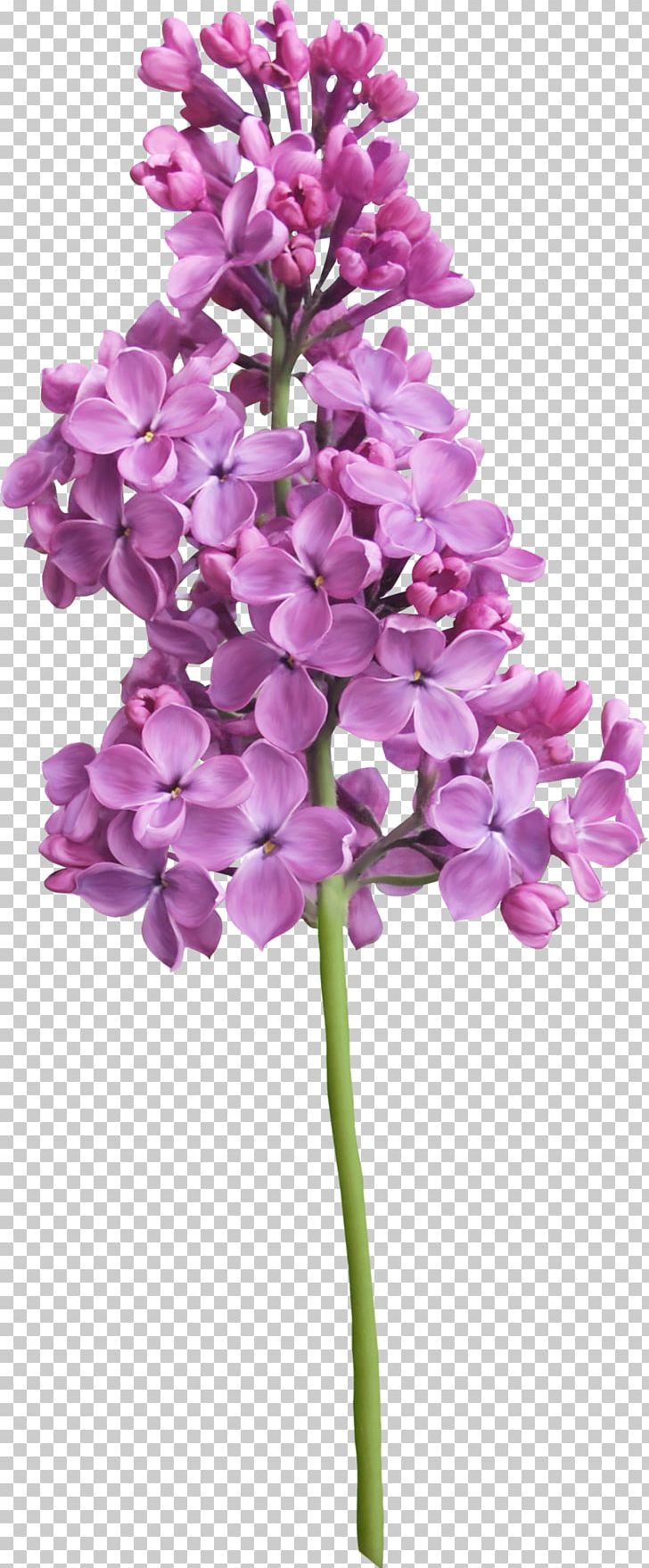 Purple Lilac Flower PNG, Clipart, Cut Flowers, Flower, Flowering Plant, Herbaceous Plant, Lilac Free PNG Download