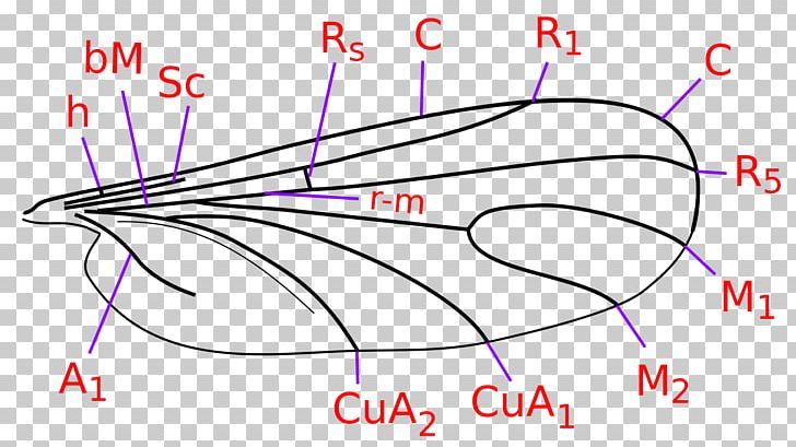 Sciaridae Sandflies Nose Insect Wing Eyebrow PNG, Clipart, Angle, Area, Bladnerv, Circle, Diagram Free PNG Download