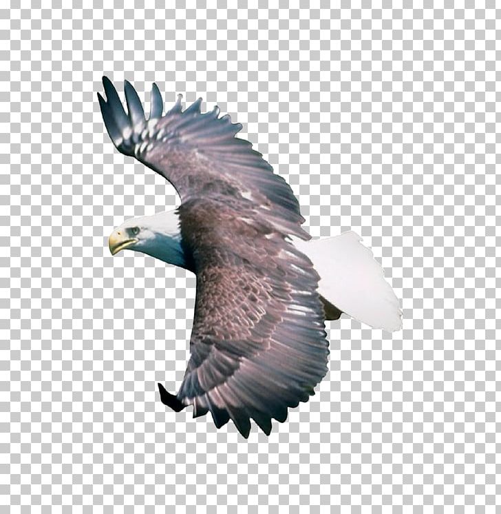 Bird Eagle .dwg PNG, Clipart, Animal, Animals, Autocad Dxf, Bald Eagle, Beak Free PNG Download