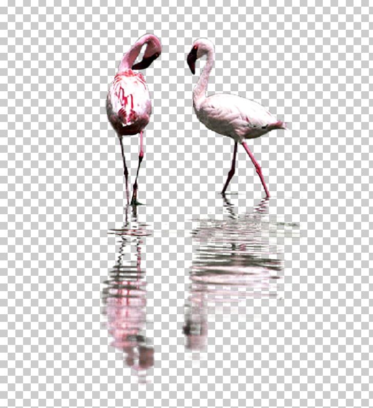 Bird Greater Flamingo Pelican Flamingos Great Herons PNG, Clipart, Animal, Animals, Bird, Duck, Flamingo Free PNG Download