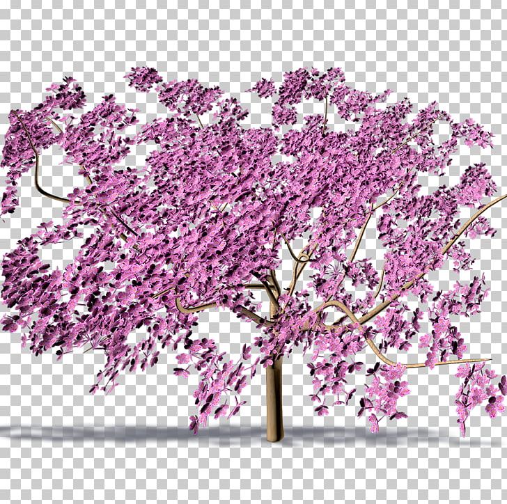 Cherry Blossom ST.AU.150 MIN.V.UNC.NR AD PNG, Clipart, Blossom, Branch, Cherry, Cherry Blossom, Flower Free PNG Download