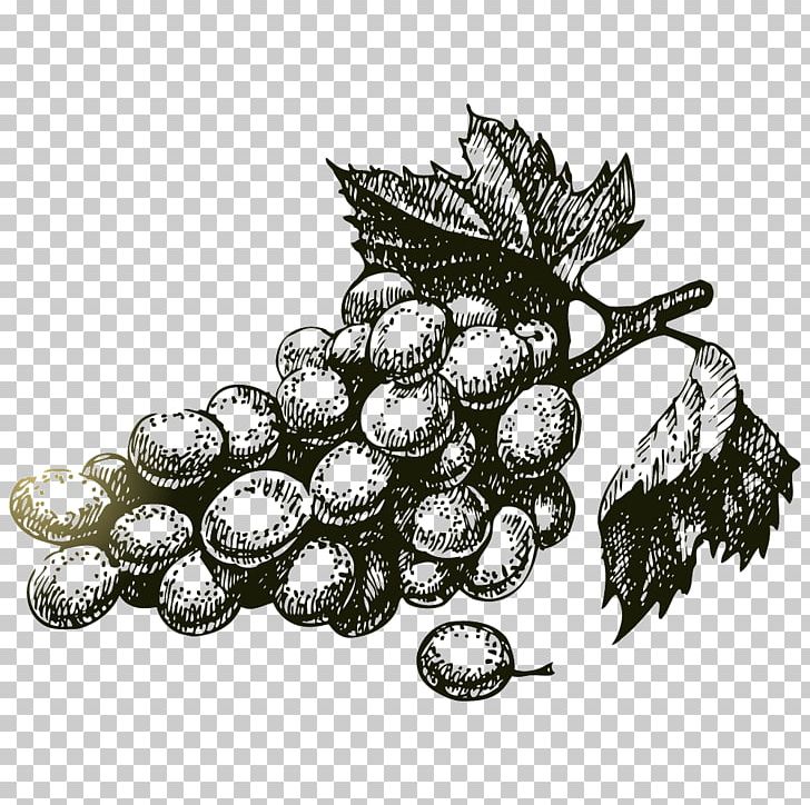 Common Grape Vine Wine Vintage PNG, Clipart, Bottle, Common Grape Vine, Drawing, Dry Grape, Food Free PNG Download