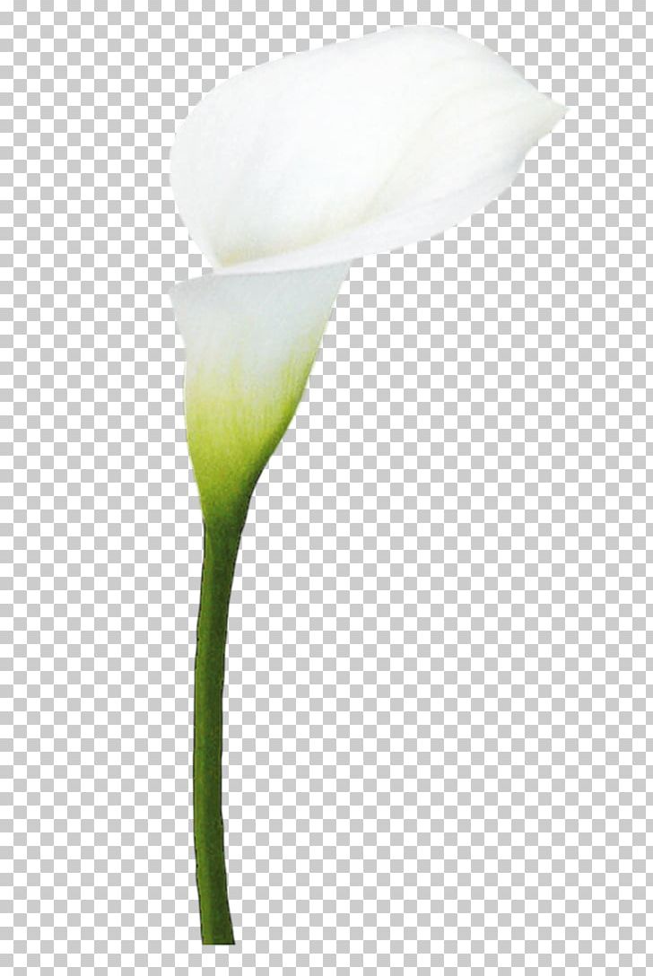 Cut Flowers Arum-lily Arum Lilies Plant PNG, Clipart, Alcatraz Shade Shop, Alismatales, Arum, Arum Family, Arum Lilies Free PNG Download
