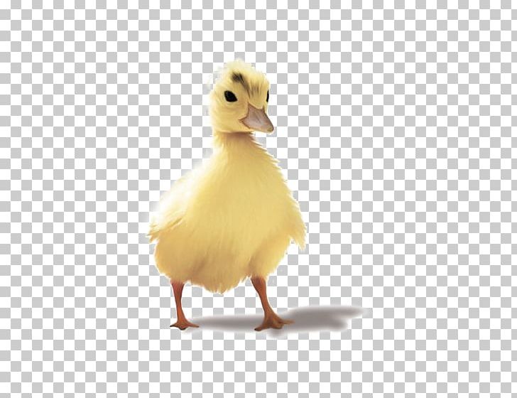 Duck Goose PNG, Clipart, Animals, Beak, Bird, Cartoon, Cartoon Duck Free PNG Download