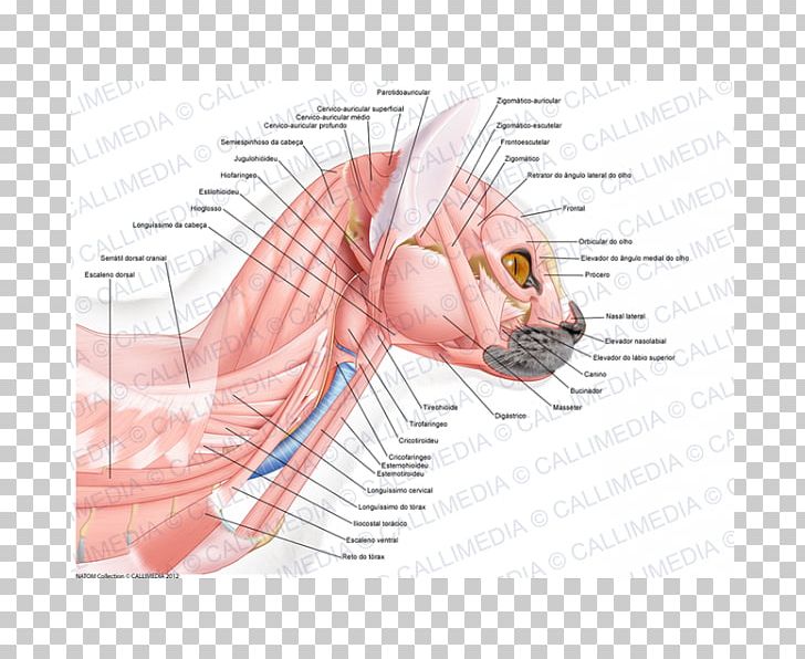 Ear Muscle Anatomy Head Neck PNG, Clipart, Angle, Arm, Art, Atlas, Axis Free PNG Download