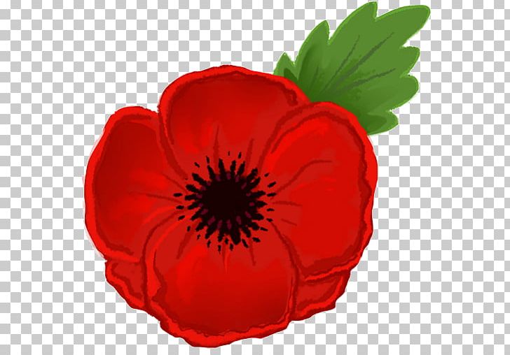 remembrance poppy png