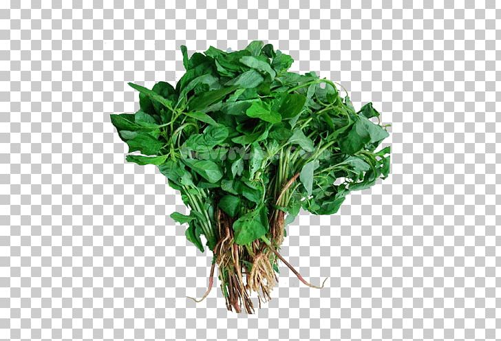 Watercress Parsley Leaf Vegetable Spinach PNG, Clipart, Amaranth, Amaranthus Dubius, Amaranthus Tricolor, Chard, Flowerpot Free PNG Download